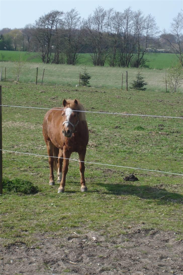 Welsh Mountain (sec A) Tøssen R.I.P billede 5