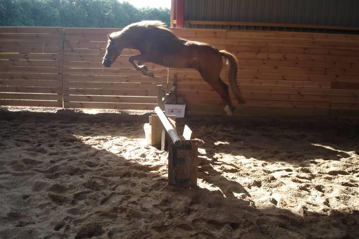 Welsh Mountain (sec A) Tøssen R.I.P - tøsse i spring  billede 6