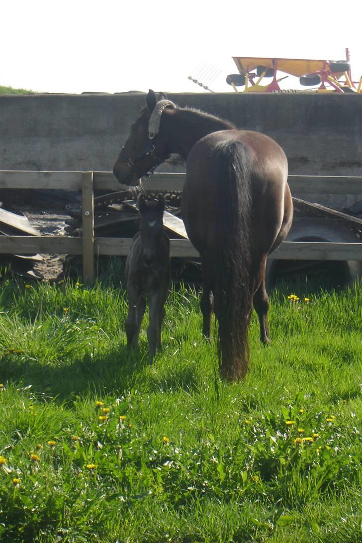 Anden særlig race Bacardi billede 8