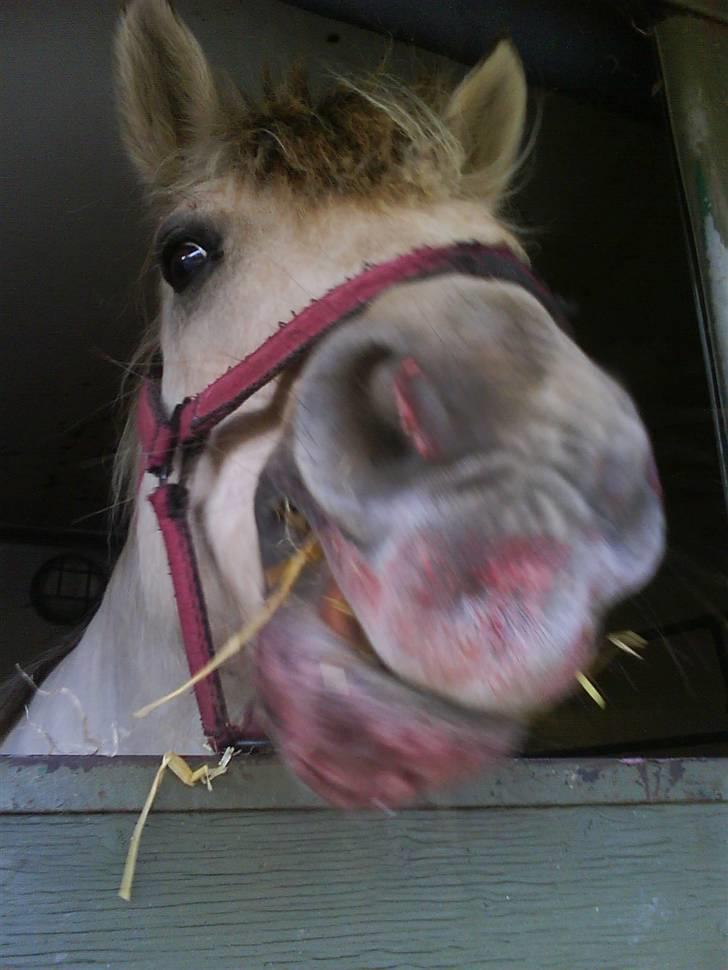 Anden særlig race Freja <3 - Fordi vi er skøre xD billede 11