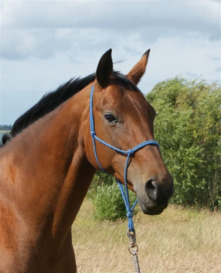 Dansk Varmblod Savannah - VELKOMMEN!! <3 billede 1