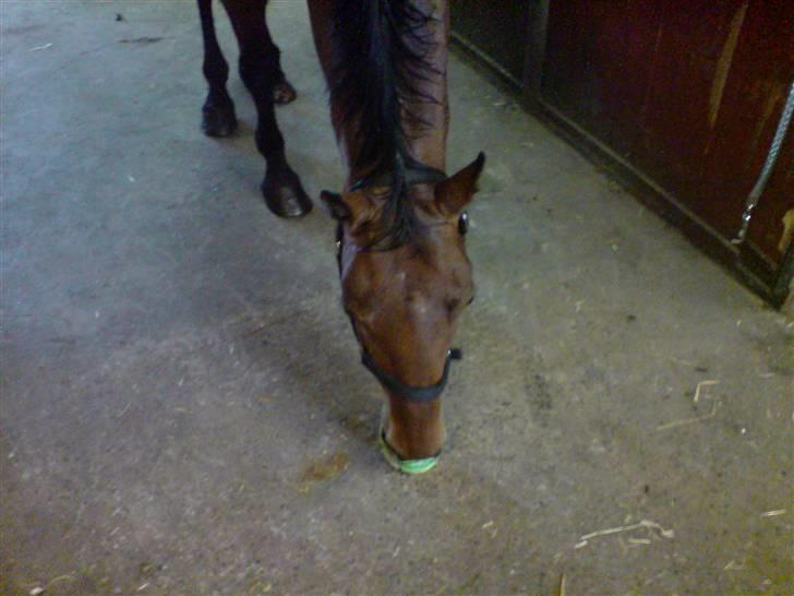 Dansk Varmblod Savannah - Jeg ELSKER lakris!! billede 2