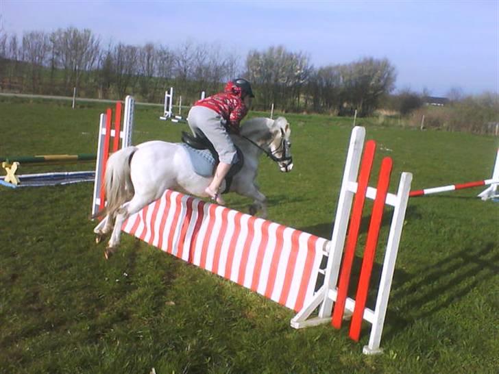 Welsh Pony af Cob-type (sec C) Ginie *UDLÅNT* - mig og ginie billede 15