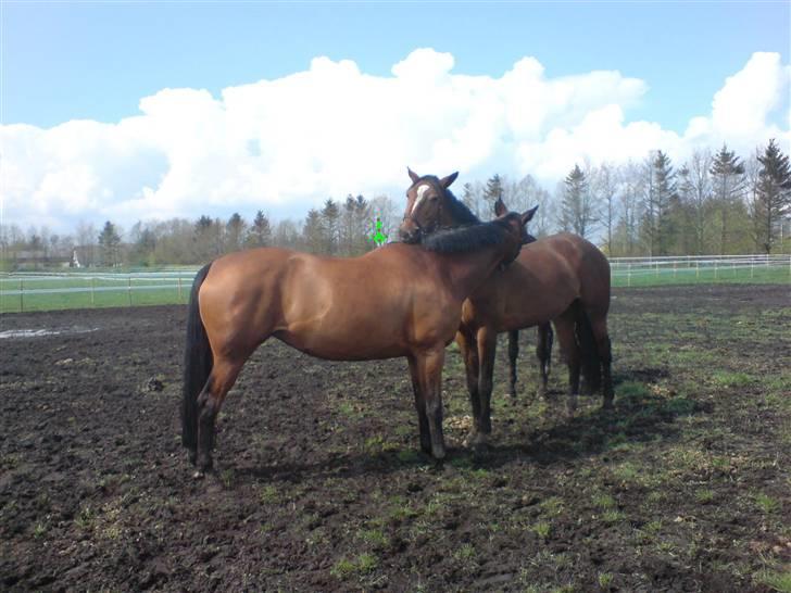 Dansk Varmblod Savannah - Uuhhhh.. det klør billede 3