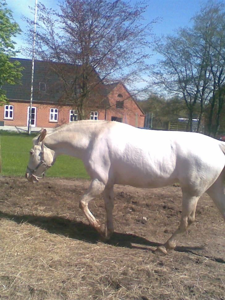 Knabstrupper doktorgaardens sasjarel billede 4