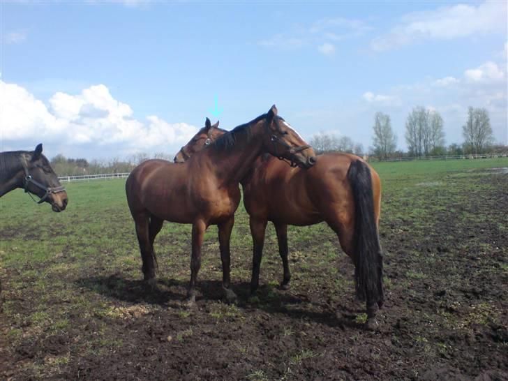 Dansk Varmblod Savannah - Lige der =D billede 4