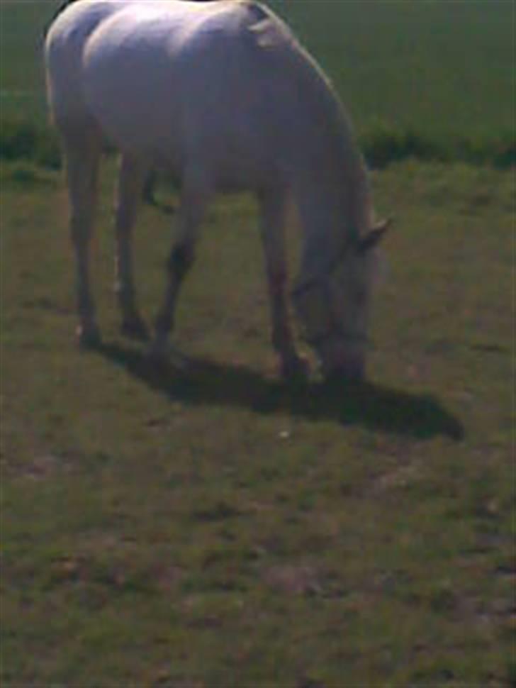 Knabstrupper doktorgaardens sasjarel billede 5