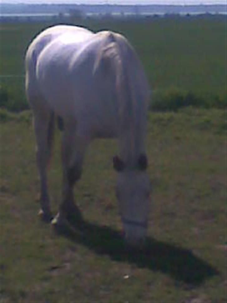 Knabstrupper doktorgaardens sasjarel billede 6