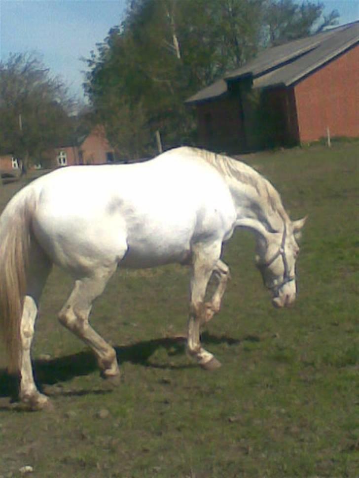 Knabstrupper doktorgaardens sasjarel billede 7