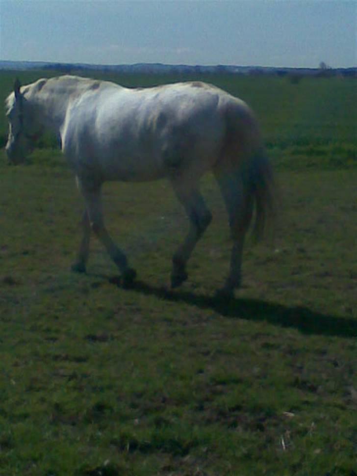 Knabstrupper doktorgaardens sasjarel billede 8