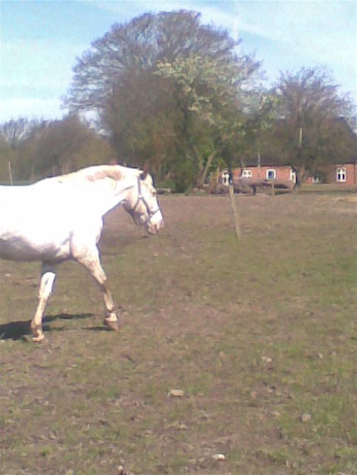 Knabstrupper doktorgaardens sasjarel billede 9