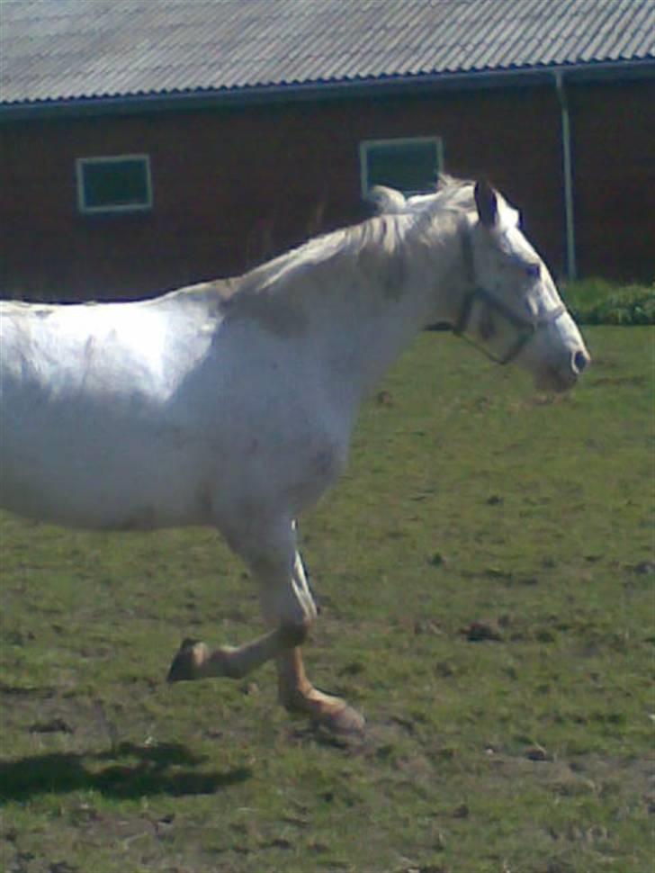 Knabstrupper doktorgaardens sasjarel billede 10