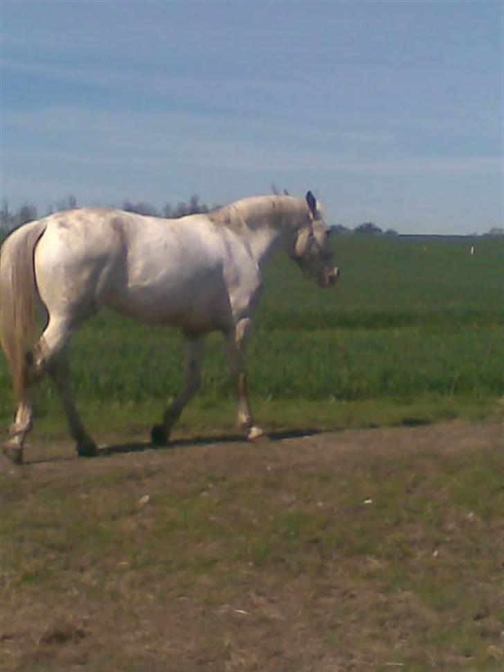 Knabstrupper doktorgaardens sasjarel billede 11