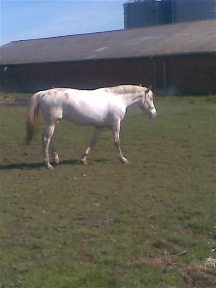 Knabstrupper doktorgaardens sasjarel billede 12