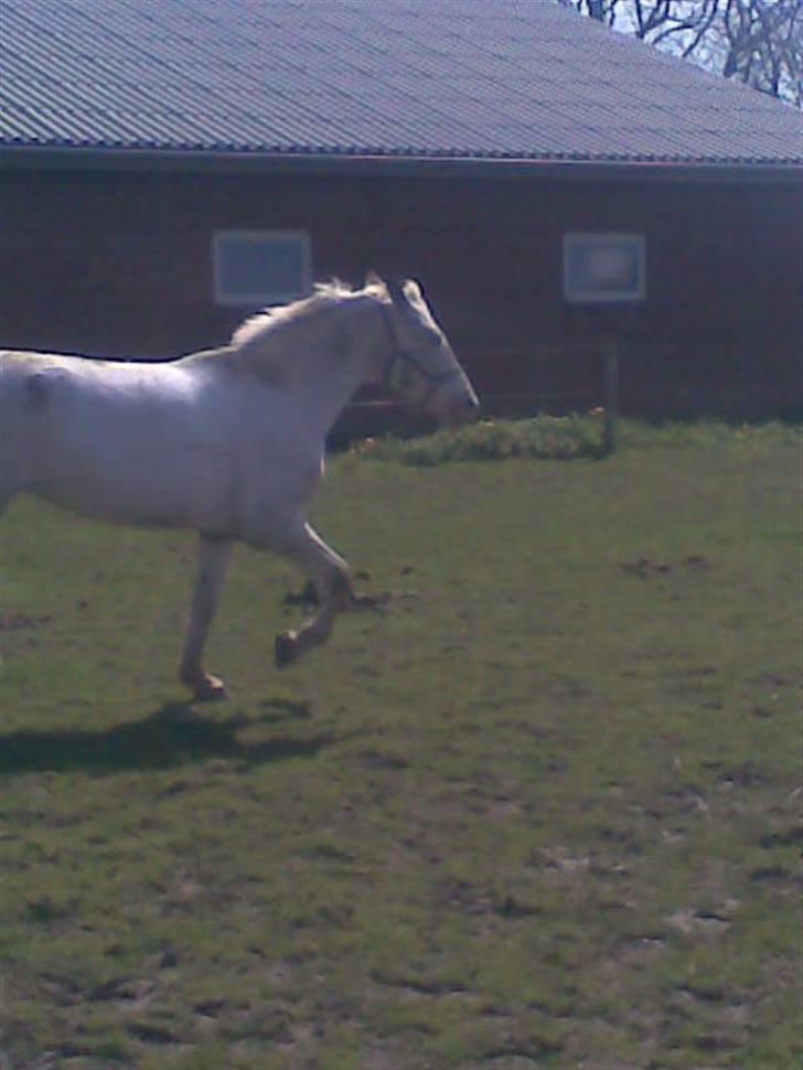 Knabstrupper doktorgaardens sasjarel billede 13