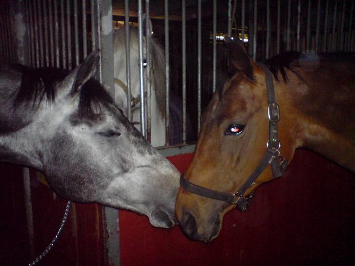 Dansk Varmblod Savannah - skrid vi kysser <3<3<3<3 billede 5