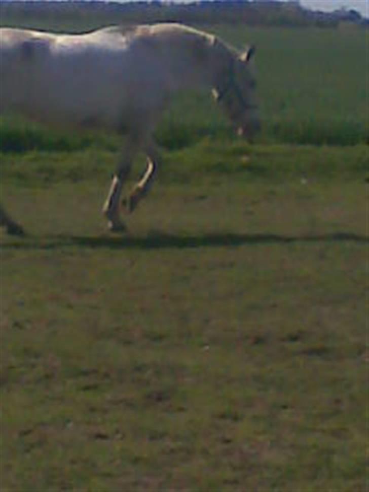 Knabstrupper doktorgaardens sasjarel billede 14