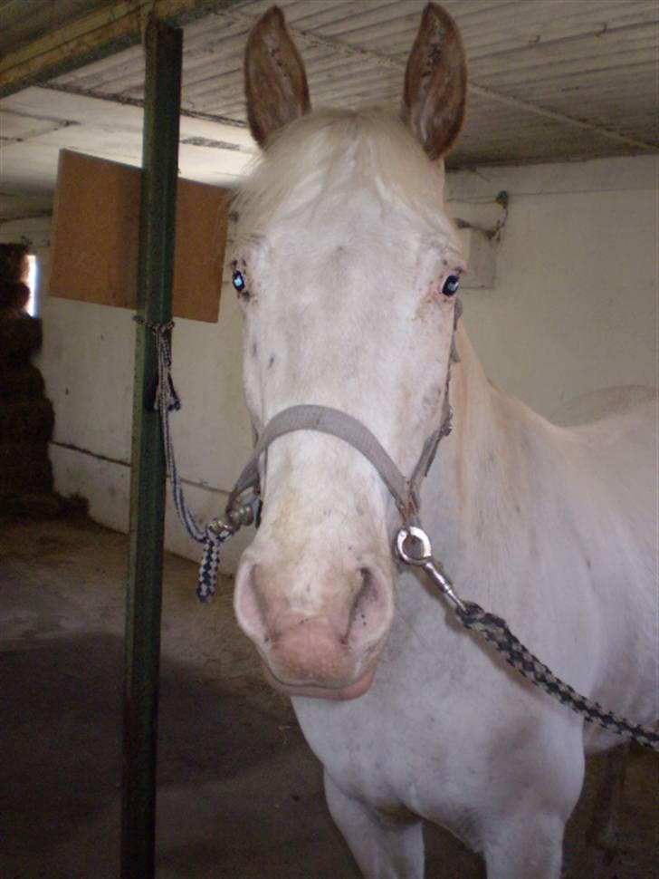 Knabstrupper doktorgaardens sasjarel billede 15