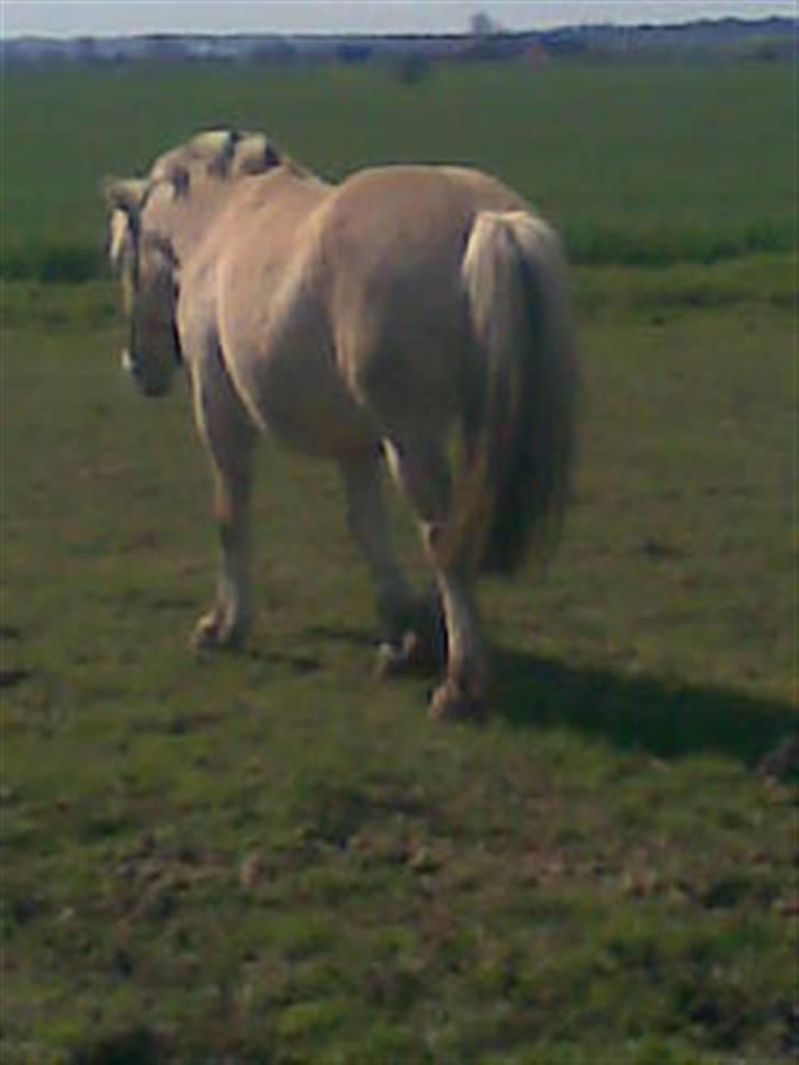 Fjordhest Laban billede 6