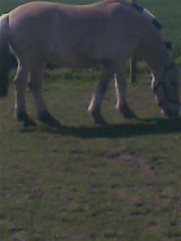 Fjordhest Laban billede 7