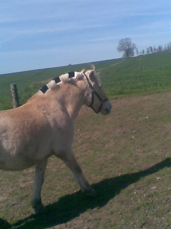 Fjordhest Laban billede 8
