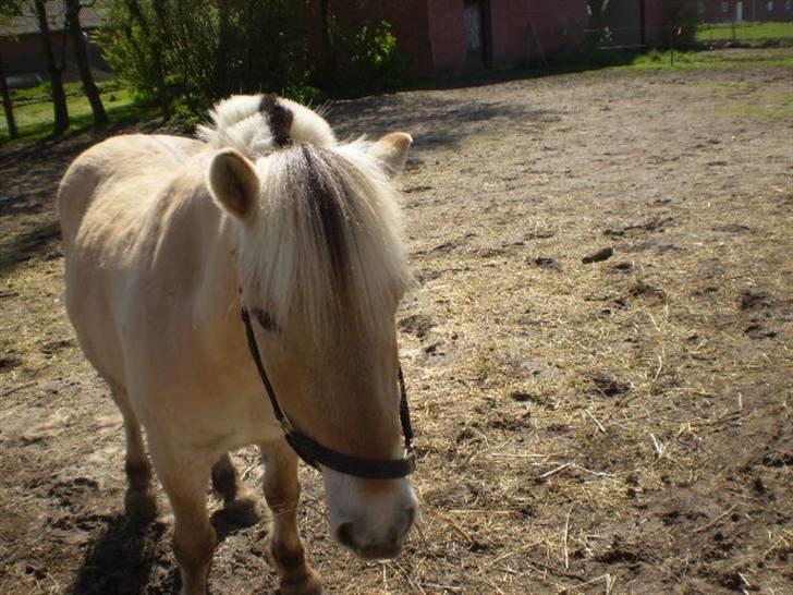 Fjordhest Laban billede 9