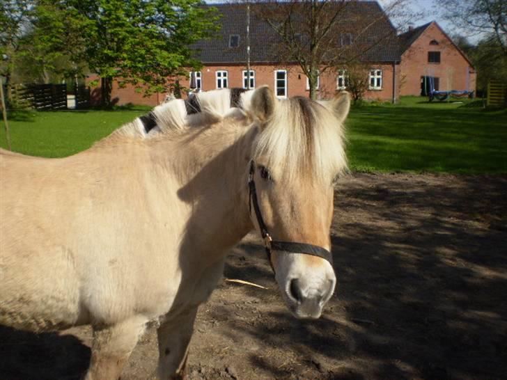 Fjordhest Laban billede 10
