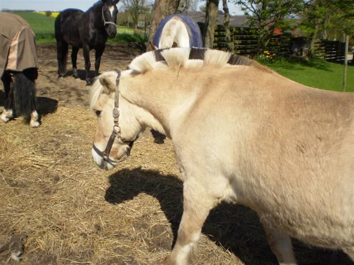 Fjordhest Laban billede 11