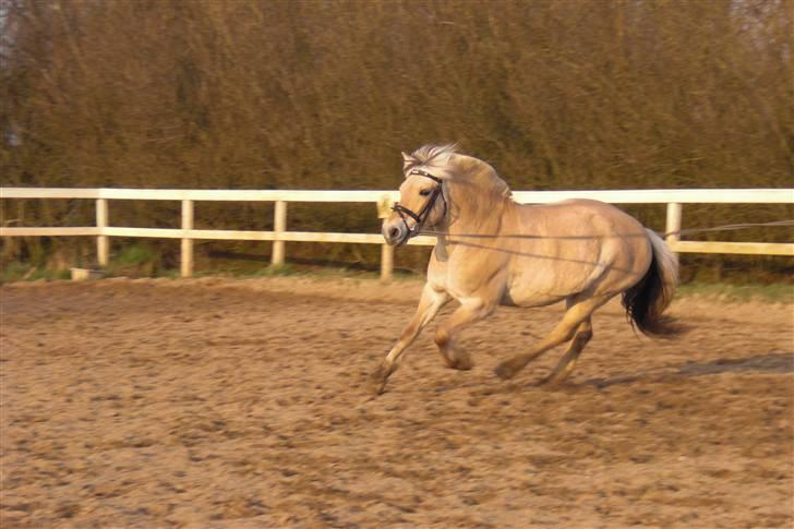 Fjordhest GasMads "solgt og savnet" - longering med mads... hehe i fuld gallop <3 billede 14
