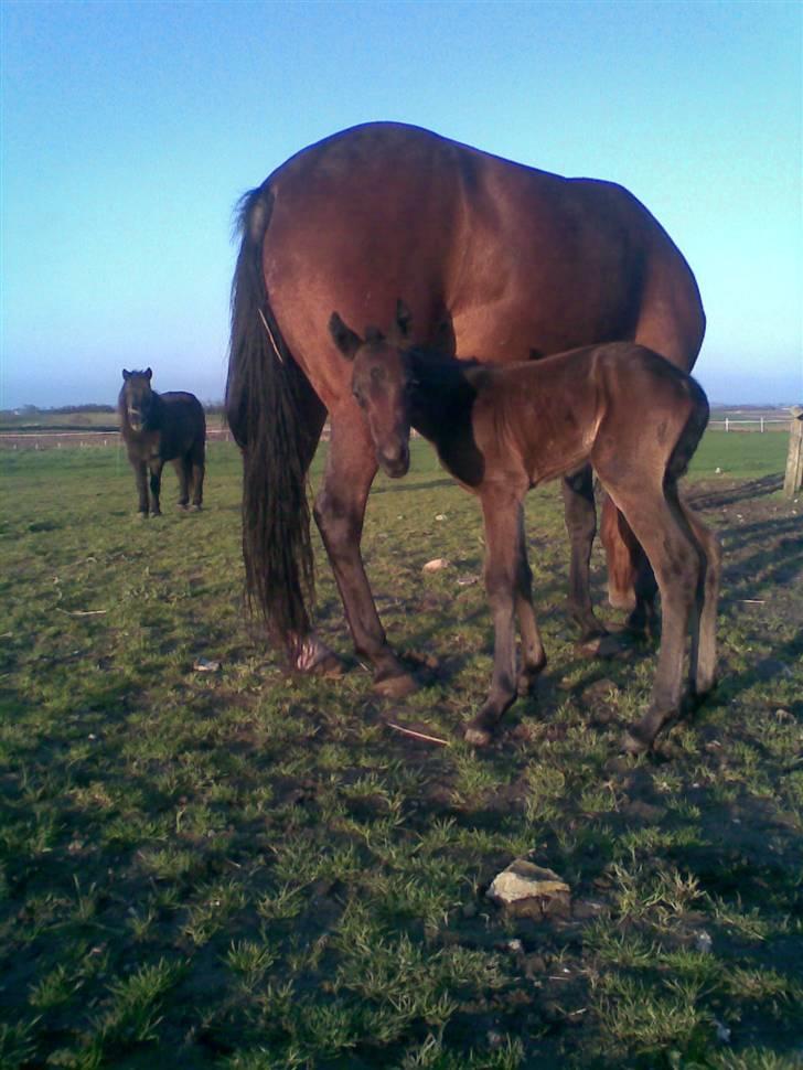 Anden særlig race Ginger (måske) - ca 3 timer gammel. billede 9