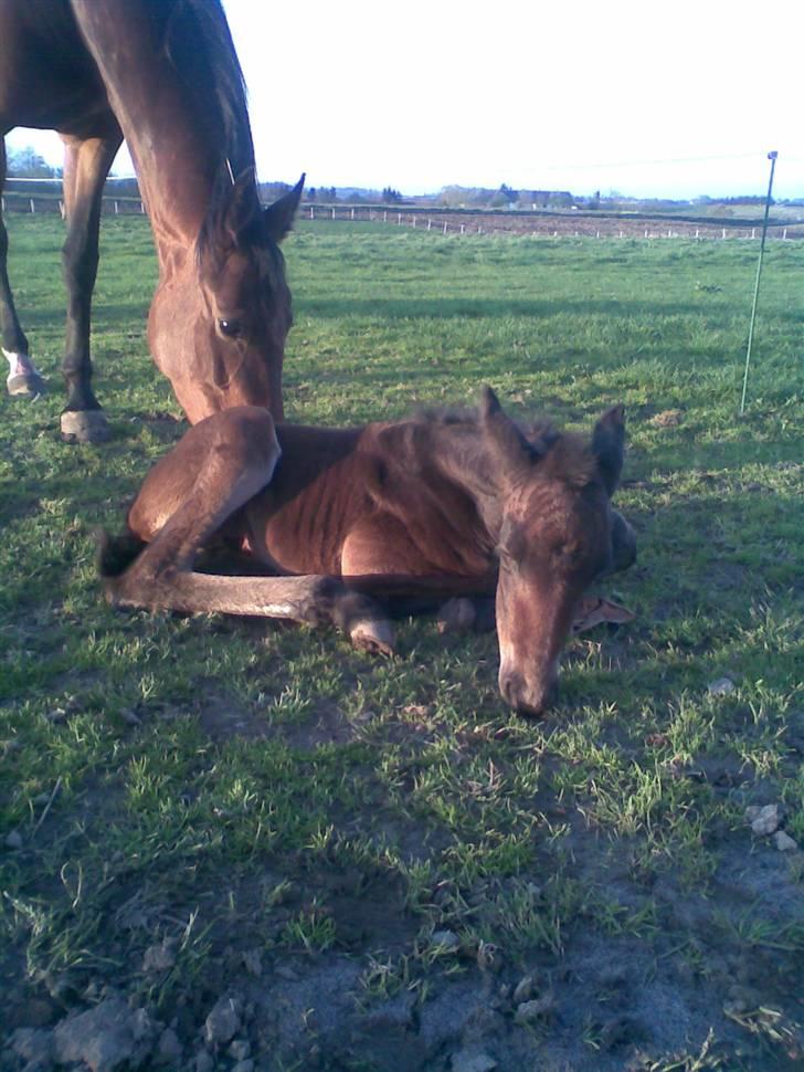 Anden særlig race Ginger (måske) - ca 3 timer gammel. billede 12