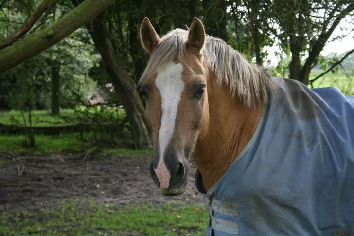 Welsh Cob (sec D) Åvangs Bounty A-pony - Smukke Bounty<3 billede 11
