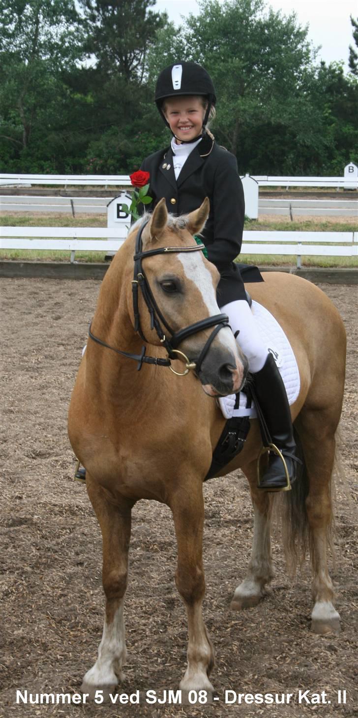 Welsh Cob (sec D) Åvangs Bounty A-pony - SJM.. En flot 5 plads jeg er stolt af min dejlige pony:) billede 12