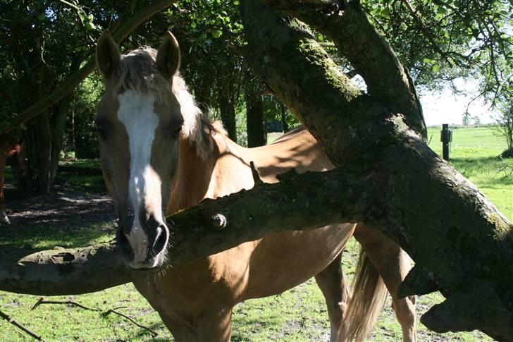 Welsh Cob (sec D) Åvangs Bounty A-pony - Nårh! billede 14