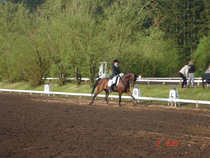 Tysk Oldenburger Don Armani - morsø 08 billede 13