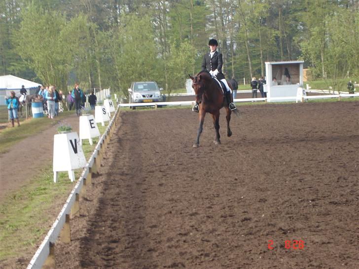 Tysk Oldenburger Don Armani - morsø 08 billede 14