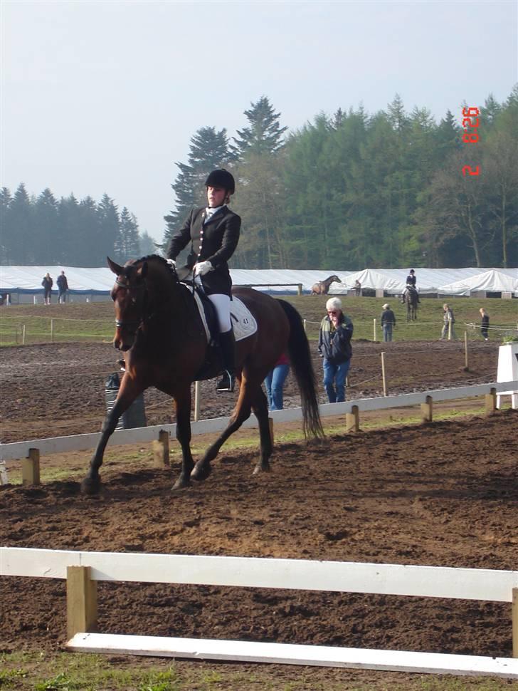 Tysk Oldenburger Don Armani - morsø 08.. så smuk billede 15