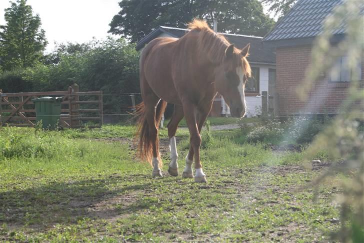 Welsh Pony af Cob-type (sec C) Pennymore Mandalay B-pony - Smukke mandalay<3 billede 15