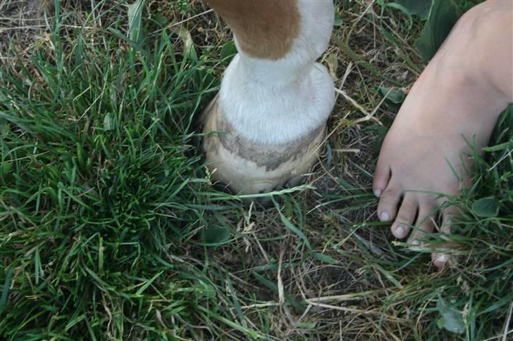 Welsh Pony af Cob-type (sec C) Pennymore Mandalay B-pony - Mandalay´s & Min fod <3 (: billede 17