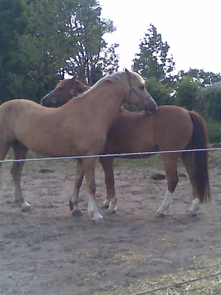 Welsh Pony af Cob-type (sec C) Pennymore Mandalay B-pony - Bounty, og Mandalay <3 Verdens sødeste og smukkeste ponyer... ! <3 billede 18