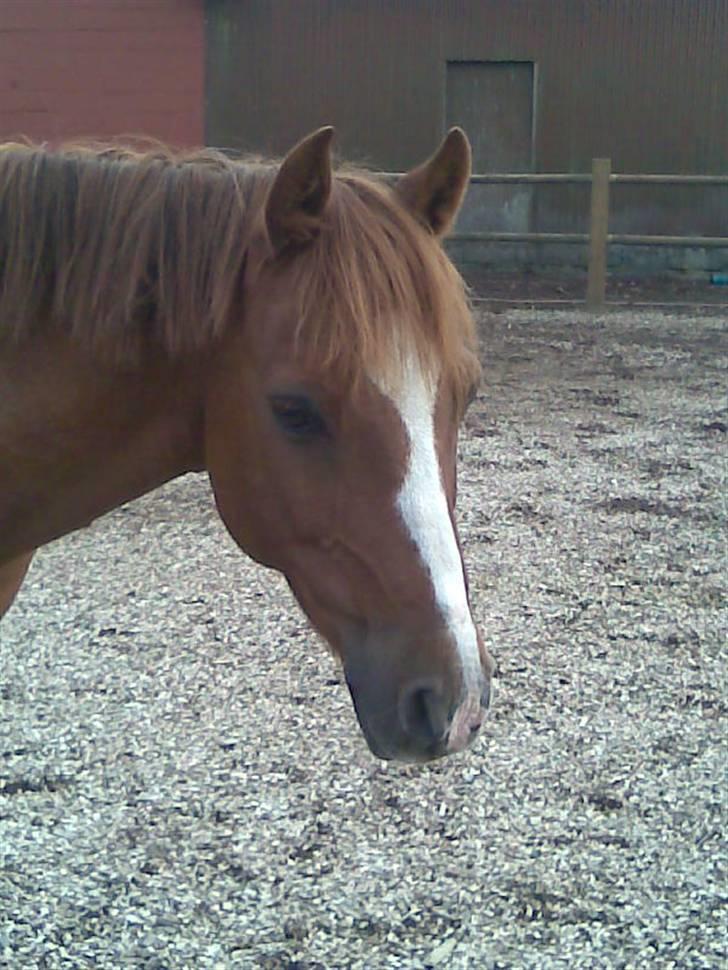 Welsh Pony af Cob-type (sec C) Pennymore Mandalay B-pony - Søde, Mandalay.. <3!! billede 19