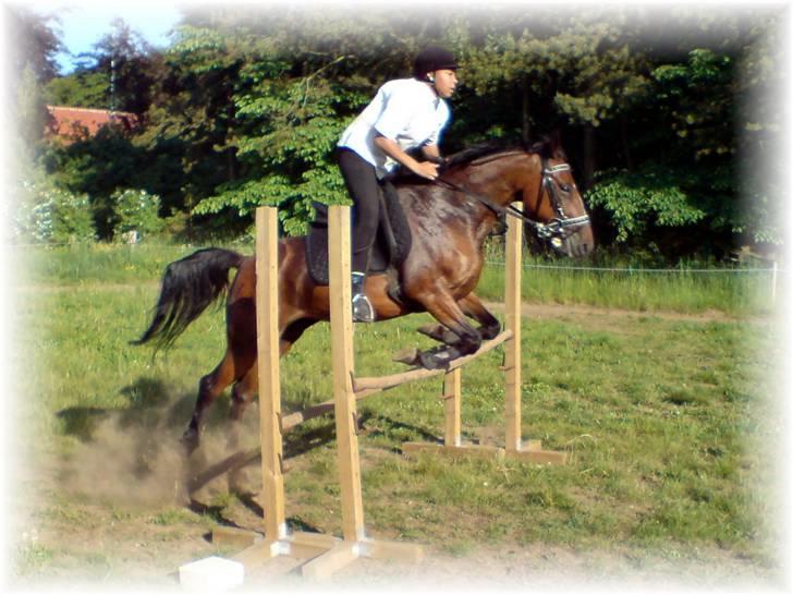 Anden særlig race Shirlee ***SAVNET*** :'( - Shirlee den 1.6.08 billede 10