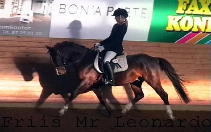 DSP Friis Mr Leonardo  - DSP championat billede 6