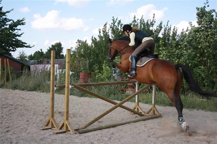 Anden særlig race Tovdal's Charm boy - hesten med et perfekt spring talent ;-)  billede 3