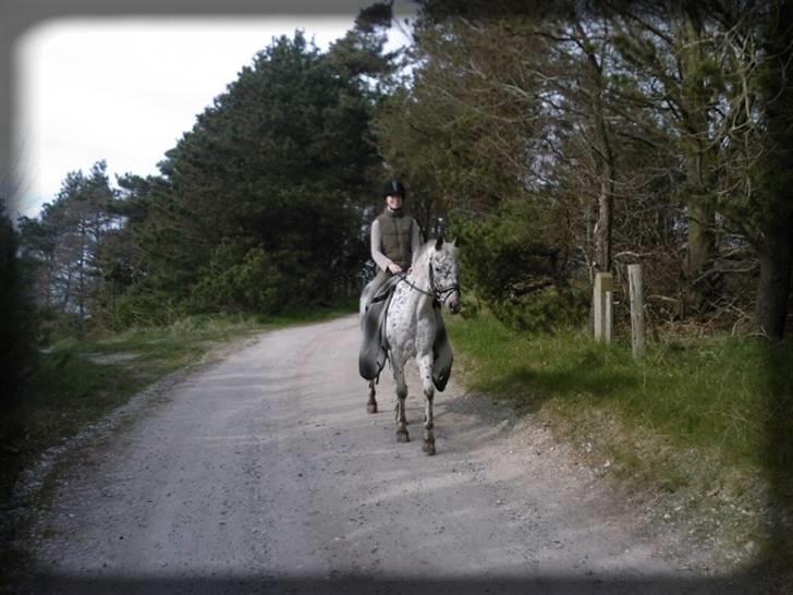 Knabstrupper Ac-Action - GL. Part. - På tur :o) billede 11