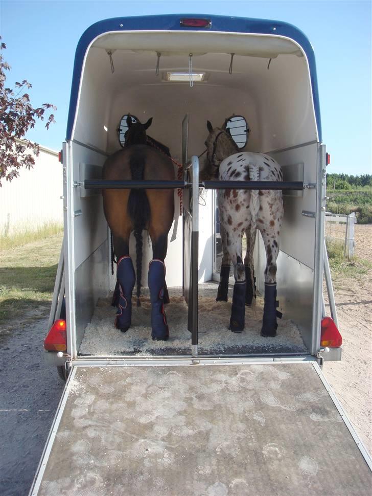 Knabstrupper Ac-Action - GL. Part. - Phoebe & Action, som er på vej til stævne. billede 12