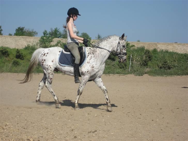 Knabstrupper Ac-Action - GL. Part. - Den dejlig sommerdag på ponyen! billede 13