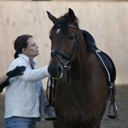 Dansk Varmblod Royal Flush V.