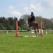 Dansk Varmblod Duchess