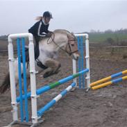 Fjordhest Frej Strødam